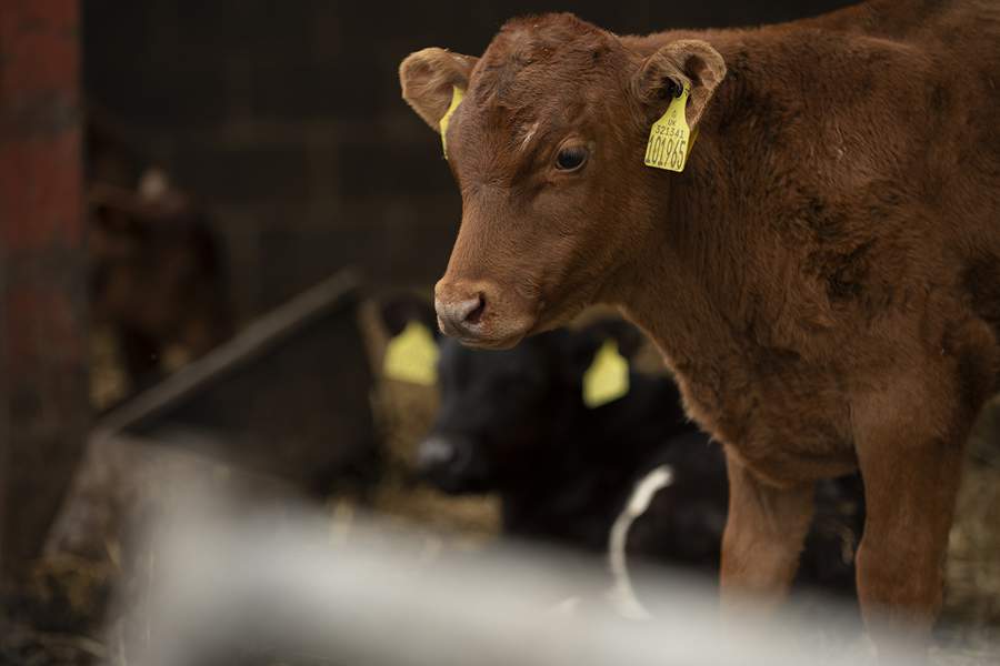 Pearson-grandes-Tristeza-Parasitaria-Bovina-tem-potencial-para-afetar-75-dos-animais-jovens-no-Brasil-foto-Freepik