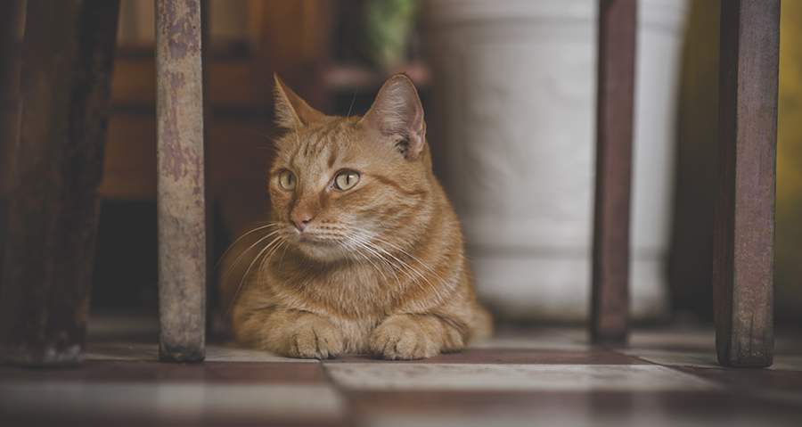 Lisina é essencial para produção de anticorpos e reabsorção de cálcio em felinos