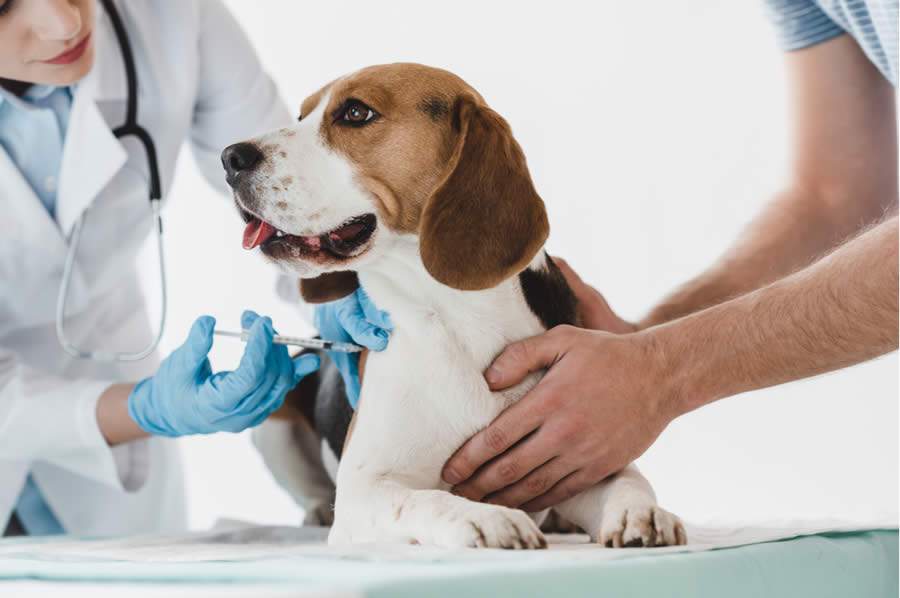 Dia da Imunização: Saiba a importância de vacinar cães e gatos