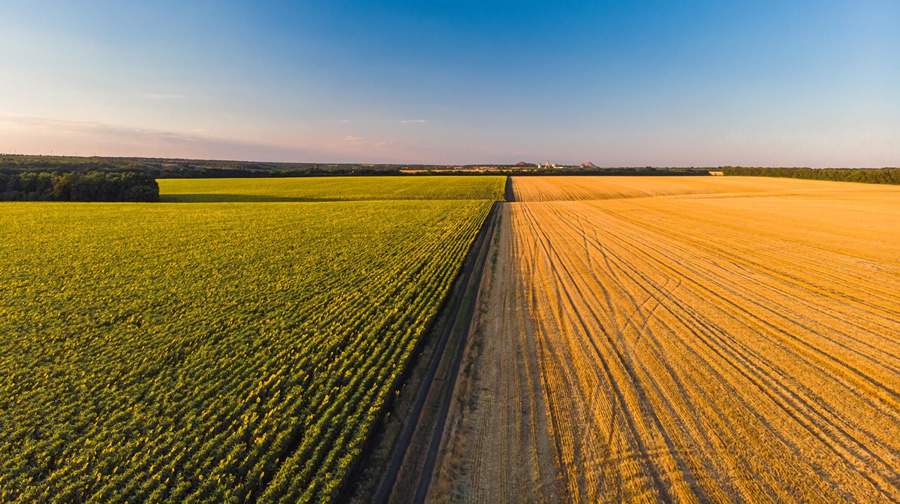 O seguro é ferramenta essencial para garantir a estabilidade financeira dos produtores, especialmente em um cenário de mudanças climáticas imprevisíveis (Imagem: FreePik)