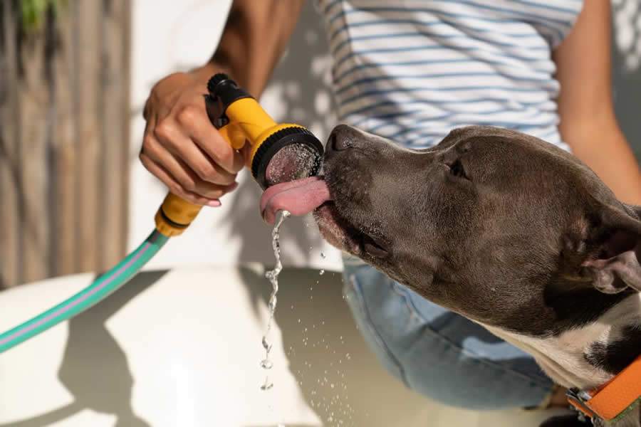 Fumaça: pets sofrem com tempo seco e calor intenso