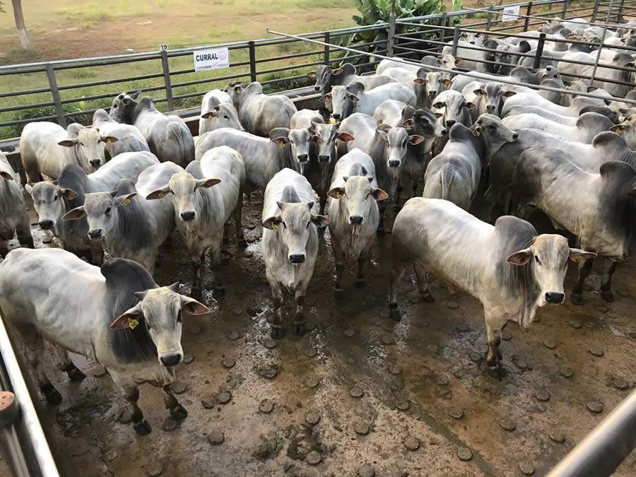 Circuito Nelore de Qualidade chega a 16ª etapa na cidade de Colatina (ES)