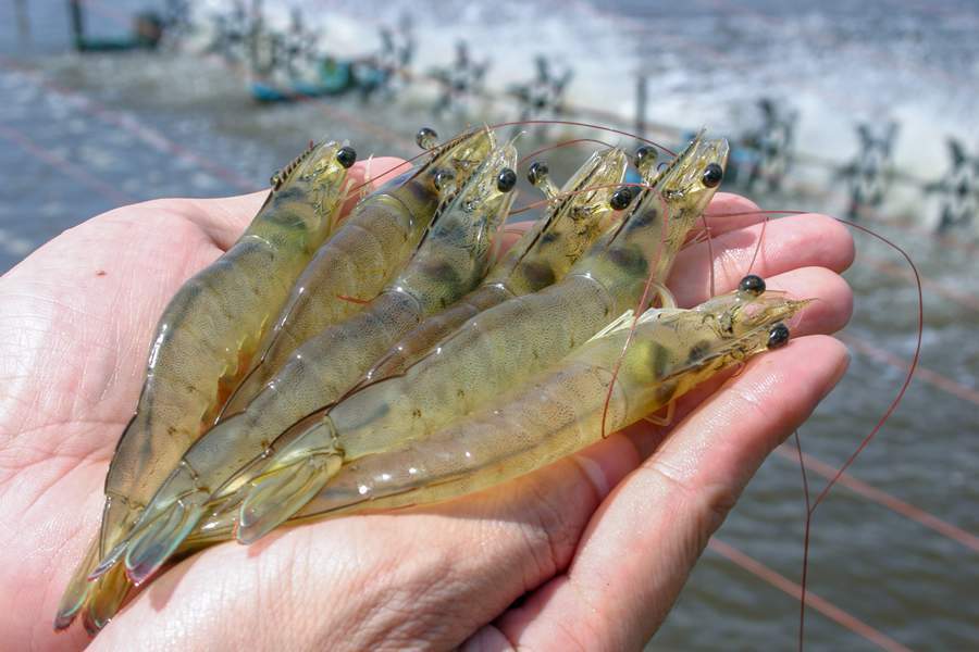 Aditivos contribuem para redução do uso de antibióticos na aquicultura e promovem a potencialização da função imunológica natural