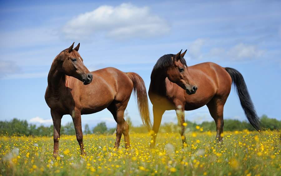 Manejo de vermifugação é peça-chave para a saúde e o desempenho dos cavalos