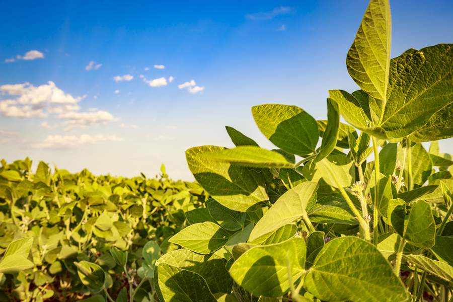 Biofungicidas multissítios ganham espaço devido a elevada eficácia e boa relação custo-benefício