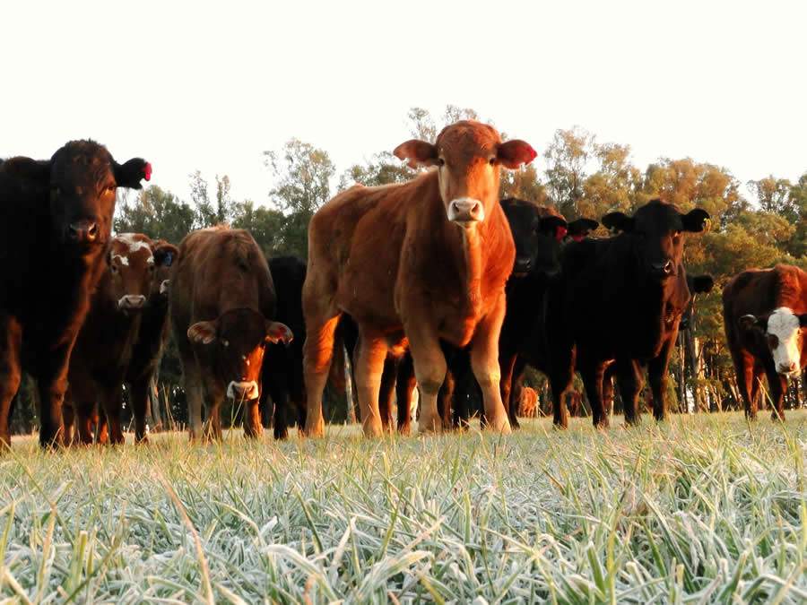 Pearson-Grandes-Calor-e-umidade-sao-viloes-do-aumento-de-infestacoes-de-carrapatos-em-bovinos-creditos-da-foto-Embrapa-BERGAMIM-Manuela