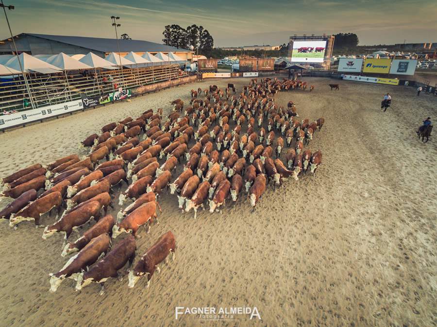 VETNIL-Cow-Sense-a-habilidade-dos-cavalos-para-Manejo-de-bovinos-FOTO-DIVULGACAO