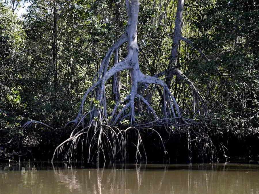 Objeto de novo programa nacional de conservação e uso sustentável, manguezais podem gerar R$ 5 bi ao País