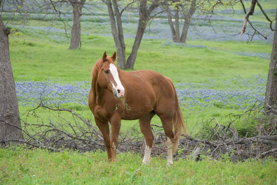 Exames para Anemia Infecciosa Equina e Mormo são obrigatórios para o trânsito interestadual e participação em eventos de equídeos