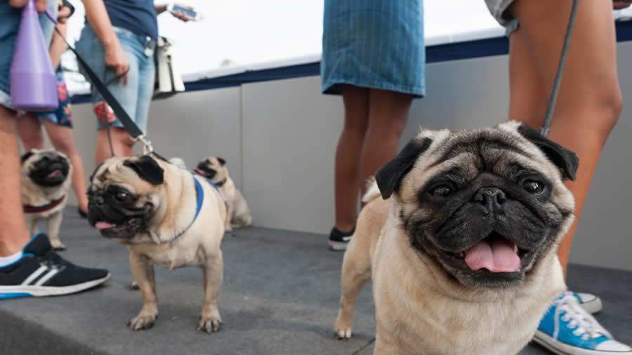 Feira Pet Brasil: Troféu Amigo do Pet e Pet Inovação reconhecerá iniciativas que fazem a diferença na vida de cães e gatos