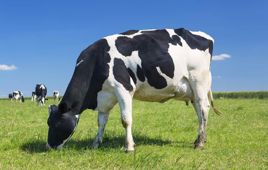 Suplementar minerais para gado de leite garante produtividade e saúde do rebanho