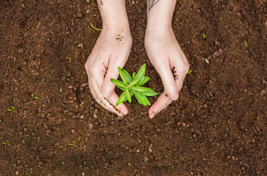 Dia Mundial do Meio Ambiente: como as empresas podem fazer a sua parte?