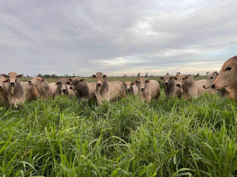 Trouw-Nutrition-Transicao-seca-e-aguas-pecuarista-deve-ter-atencao-especial-ao-manejo-nutricional-no-periodo-Foto-Divulgacao - Crédito: Divulgação Trouw Nutrition