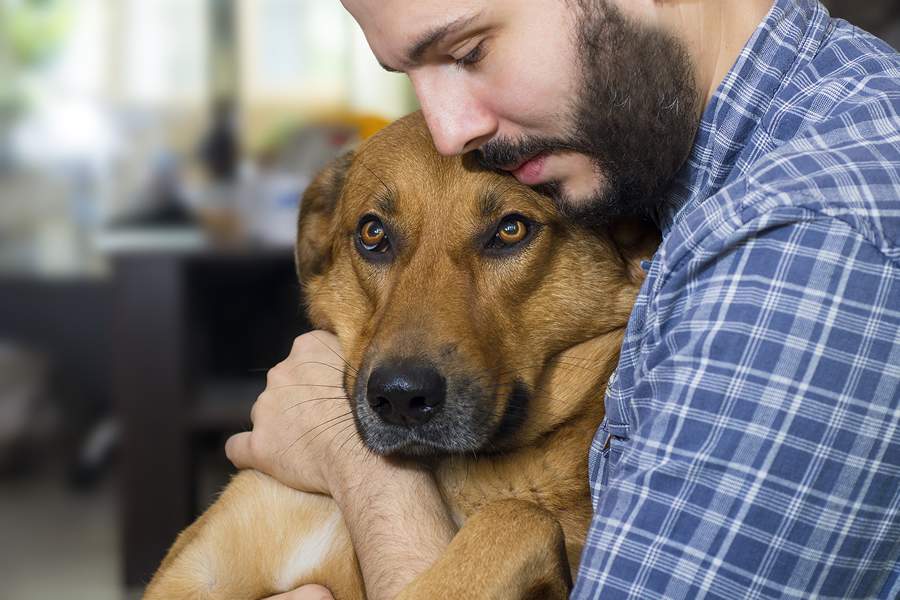 Insuficiência Cardíaca Congestiva (ICC) ameaça real saúde dos cães