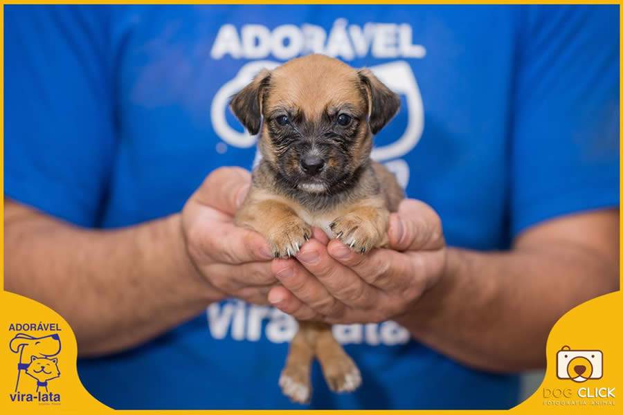 Feira on-line de adoção de animais segue até 9 de setembro