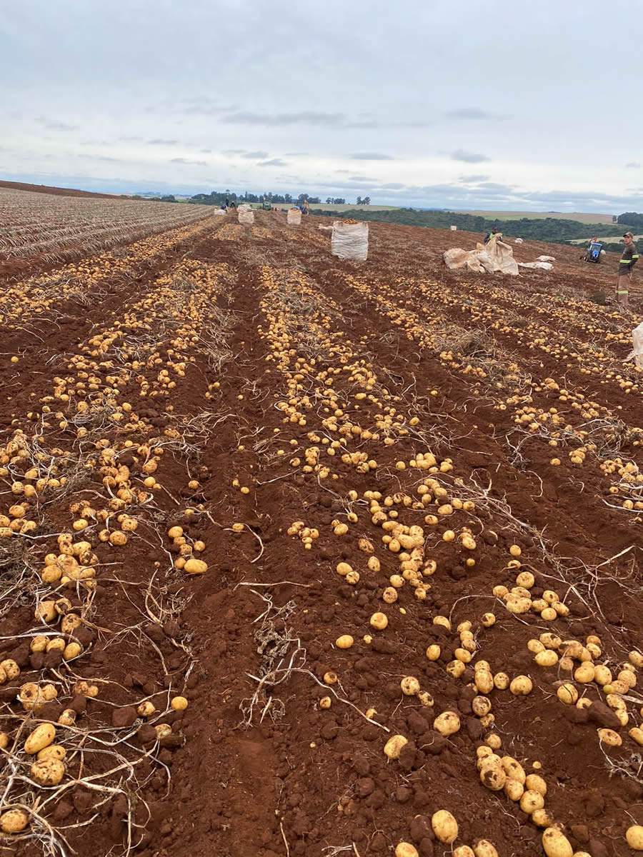 Sipcam Nichino passa a comercializar fungicida de ponta para controle da Rhizoctoniose