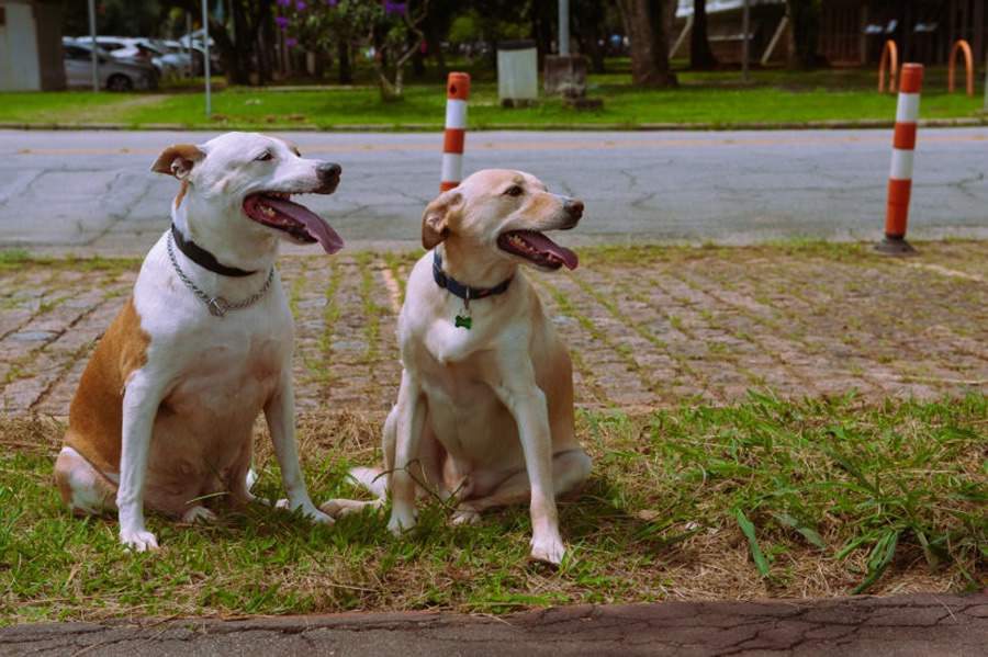 Animais de estimação - Foto Julio Cesar Bazanini/USP Imagens