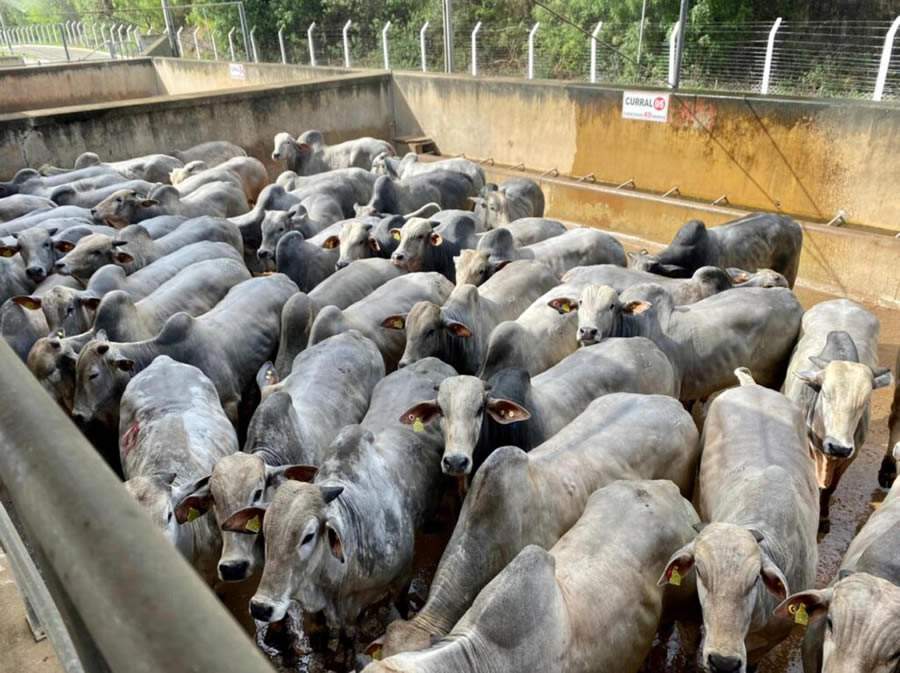 ACNB-Circuito-Nelore-de-Qualidade-2023-avalia-animais-com-otima-cobertura-de-gordura-em-Nanuque-MG-foto-divulgacao