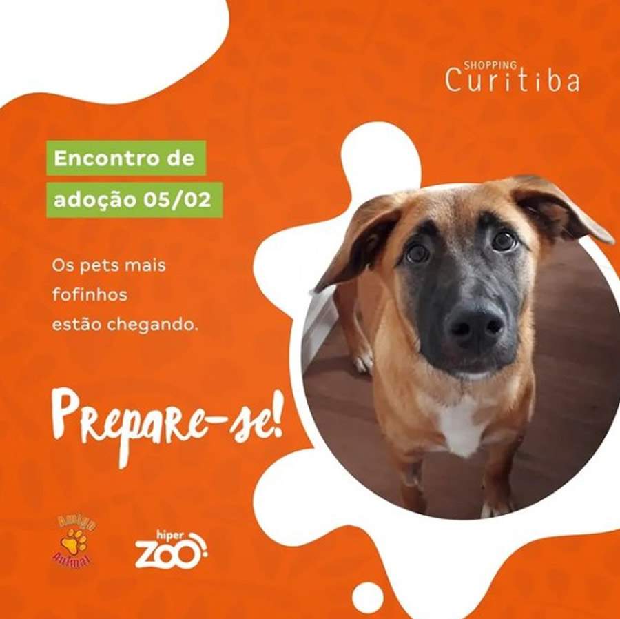 Shopping realiza evento de adoção de cães neste sábado (5)