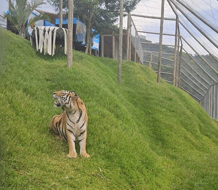 Porto Serviço apoia no transporte de tigres em parceria com o Santuário Rancho dos Gnomos