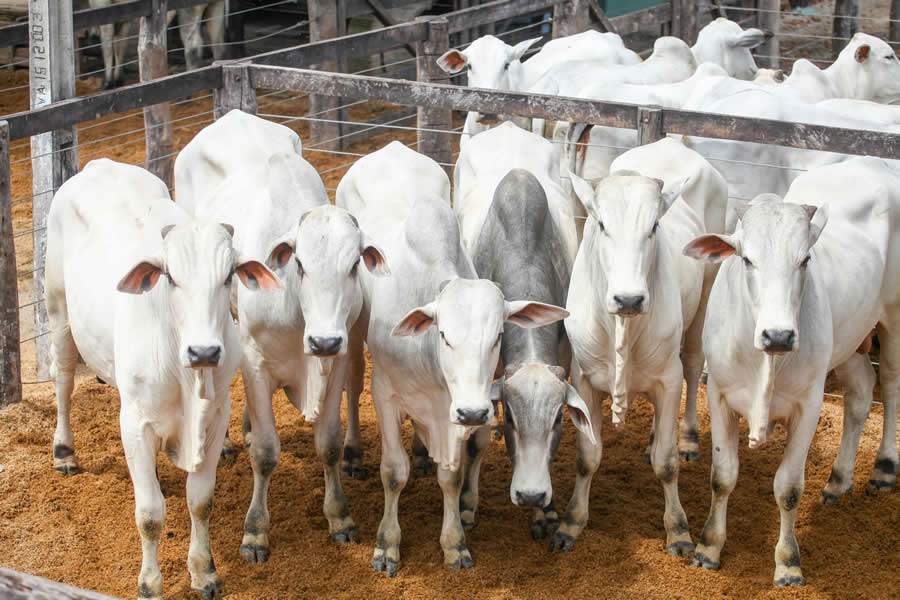 Resistência aos antiparasitários suga a lucratividade da pecuária