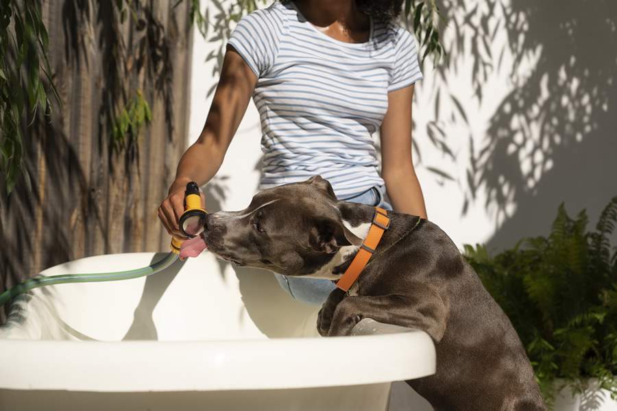 Cuide do seu pet: atenção especial durante ondas de calor