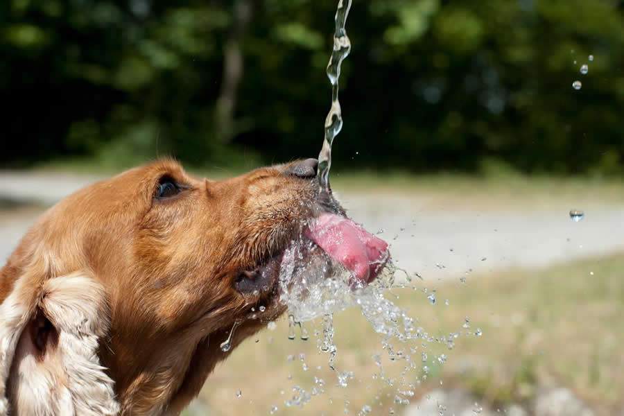 Cuidados com cães e gatos no clima seco: Veterinário do CEUB orienta como hidratar pets