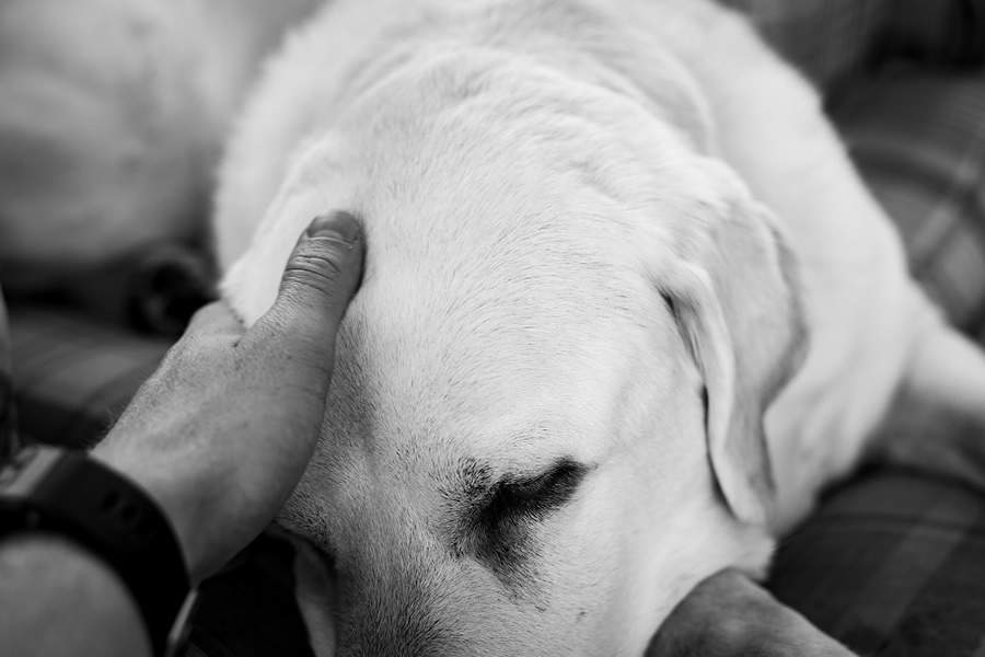 Luto animal nas festas de fim de ano: como lidar com a saudade e encontrar conforto