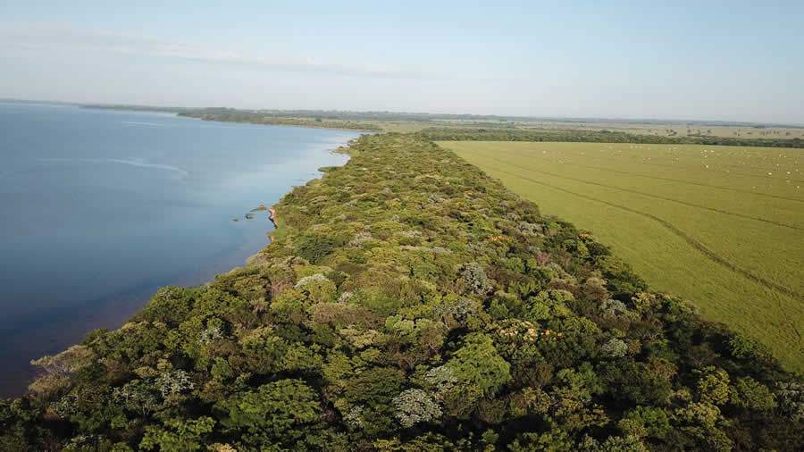 O maior corredor florestal já restaurado de Mata Atlântica, no Pontal do Paranapanema/SP. - Crédito Laurie Hedges