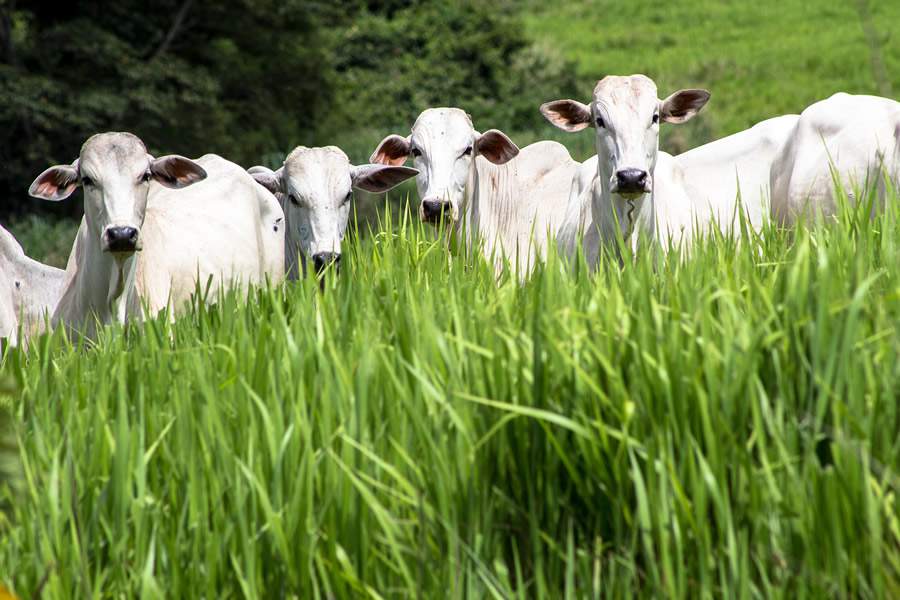 Trouw-Nutrition-Suplementacao-adequada-quantidade-e-qualidade-do-pasto-definem-o-desempenho-na-engorda-de-bovinos-a-pasto-foto-divulgacao