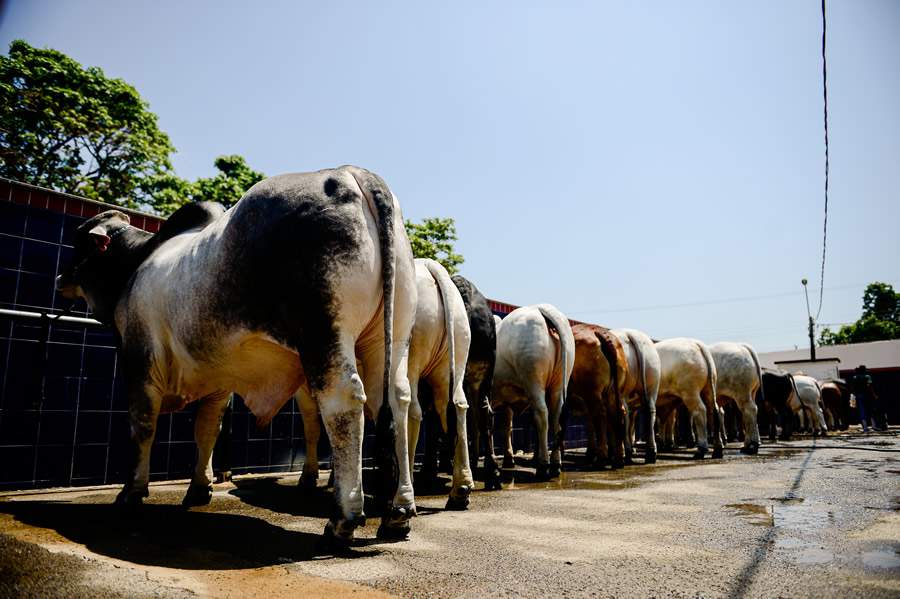 Animais já chegaram para a ExpoBrahman