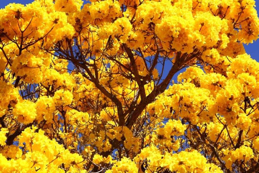 Temporada dos Ipês: Primavera no Cerrado é caracterizada por diversas floradas marcantes