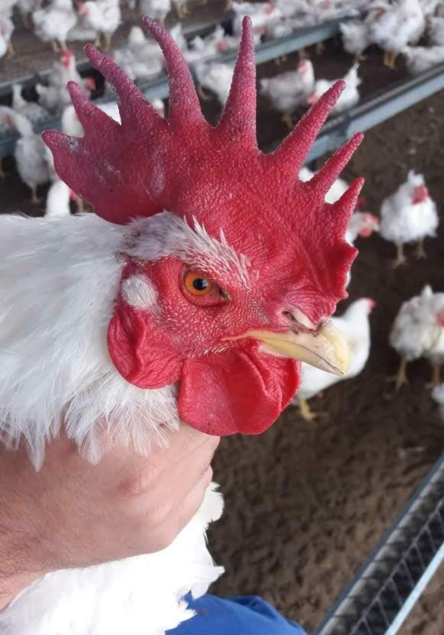 Atenção ao manejo e à nutrição do macho na recria garante sucesso na reprodução avícola