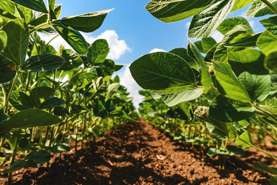 Agricultores já estão se preparando para a safra (Foto: Divulgação BASF)