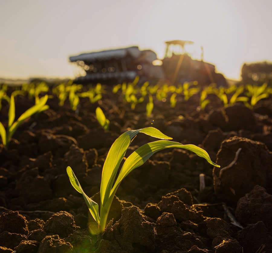 A sustentabilidade transformacional na cadeia agrícola brasileira