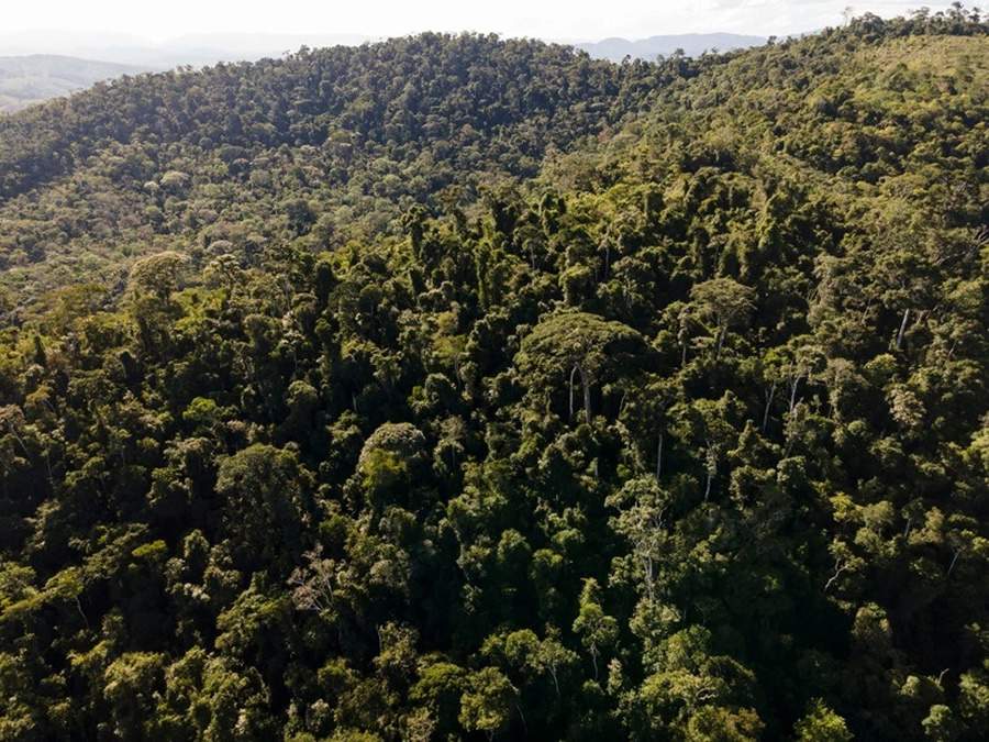 Appian Capital Brazil já ultrapassou a marca de 400 campos de futebol plantados de espécies nativas da Mata Atlântica e Caatinga