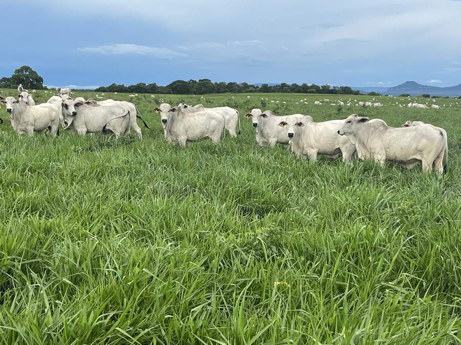 cfm-Agro-pecuaria-CFM-finaliza-avaliacao-da-nova-safra-de-touros-Nelore-nascidos-em-2021-foto-divulgacao