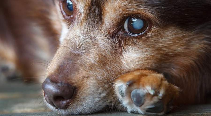 Catarata é uma das doenças mais comuns em cães idosos