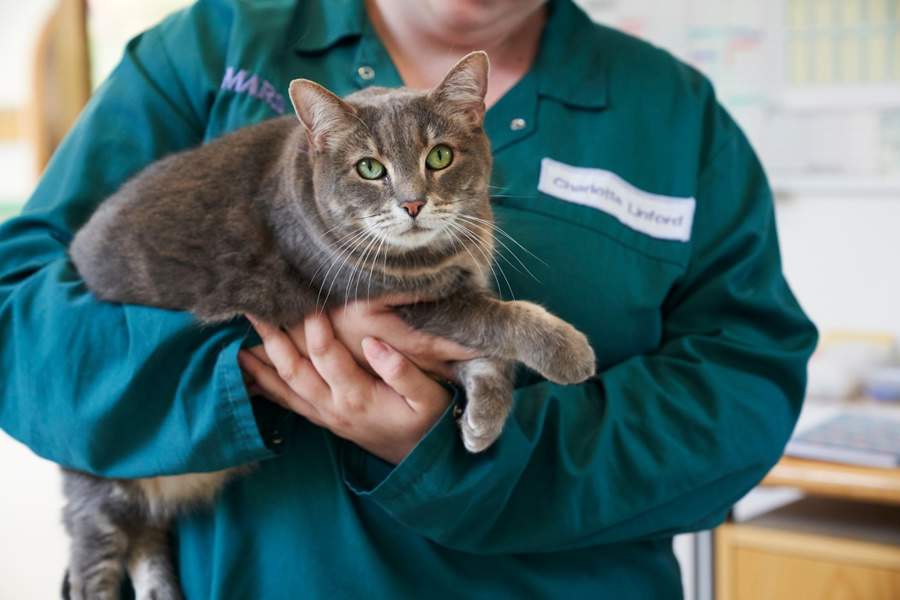 Créditos: Divulgação Royal Canin