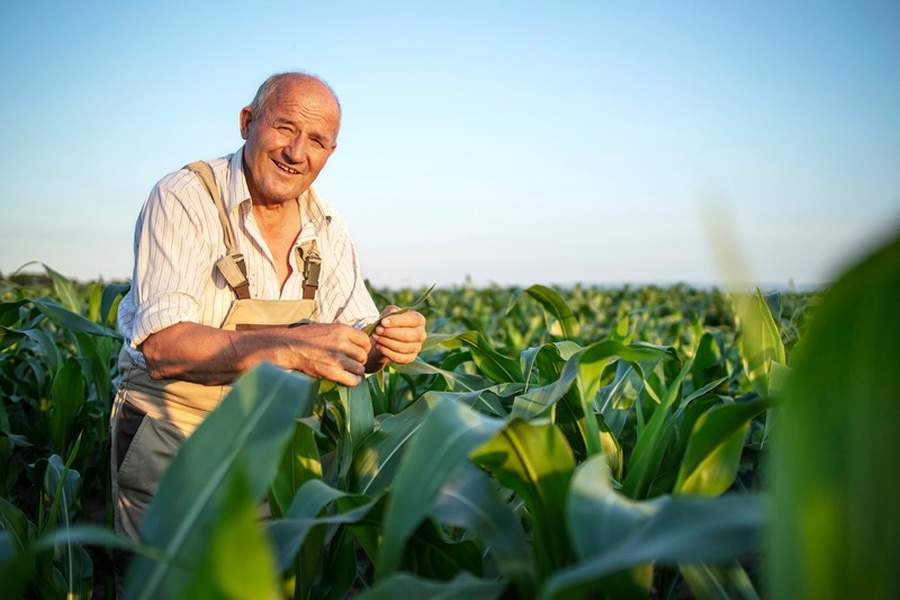 BB Seguros anuncia novas coberturas para frutas e hortaliças no seguro Agrícola Flex