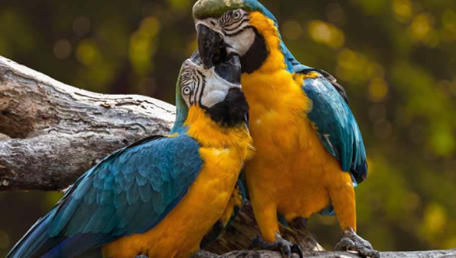 Vivem cerca de duas mil aves no Parque da Água Branca. Foto: divulgação