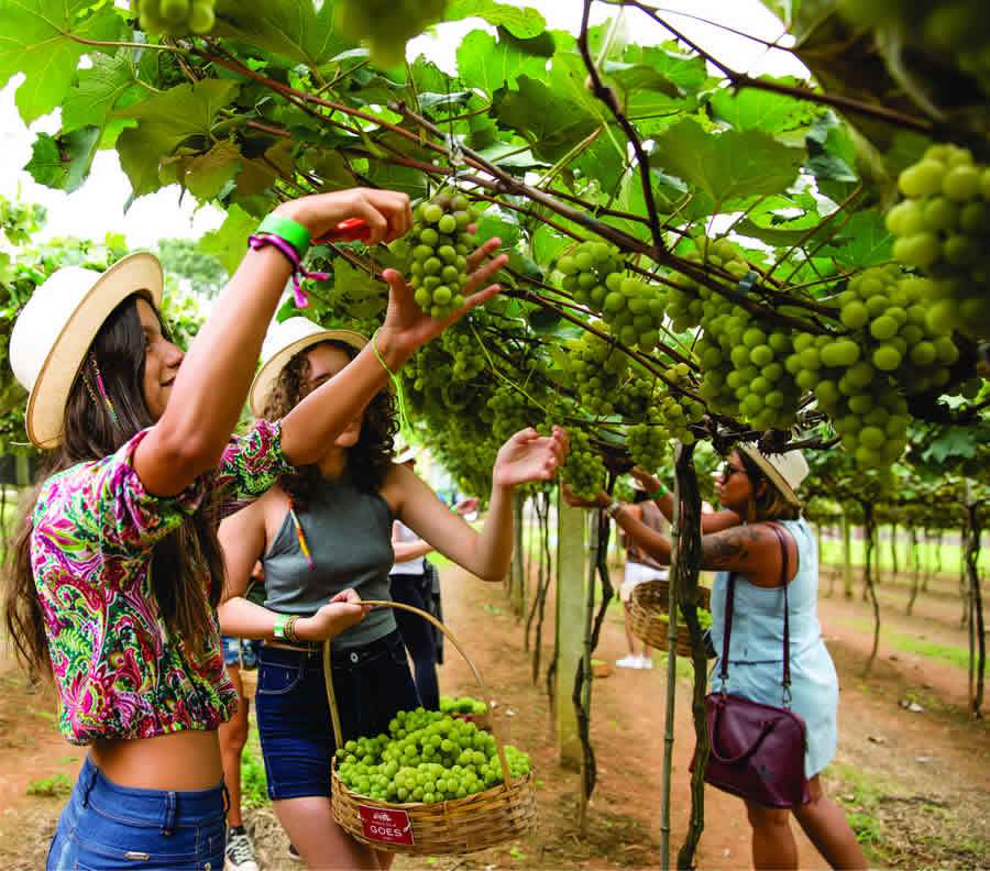 Colheita das Uvas - Divulgação