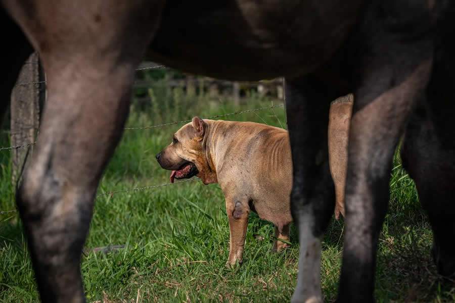 VETNIL-Mais-que-companheiros-caes-desempenham-papel-fundamental-nas-tarefas-em-fazendas-e-haras-FOTO-DIVULGACAO