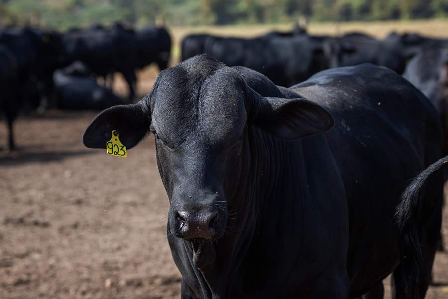 vetoquinol-angus-foto-divulgacao