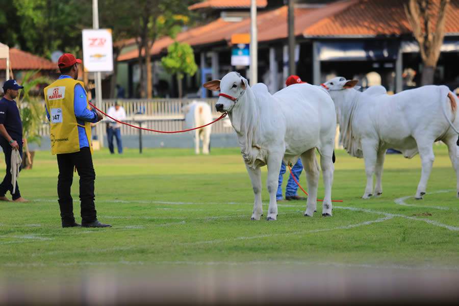 Expoinel 2020: Últimos dias para criadores inscreverem seus animais na principal exposição Nelore e Nelore Mocho do País