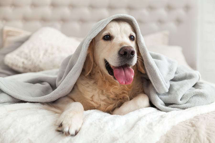  Pets também podem desenvolver transtornos mentais e emocionais - Shutterstock