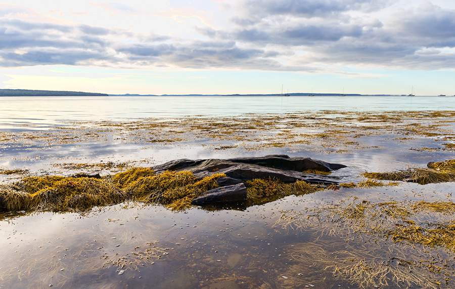 ACADIAN-Biossolucoes-alternativas-sustentaveis-para-agricultores-enfrentarem-com-sucesso-mudancas-climaticas-Credito-shutterstock