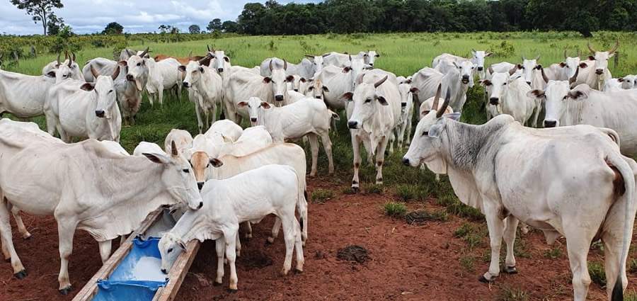 Deficiência nutricional das pastagens exige suplementação na dieta dos bovinos